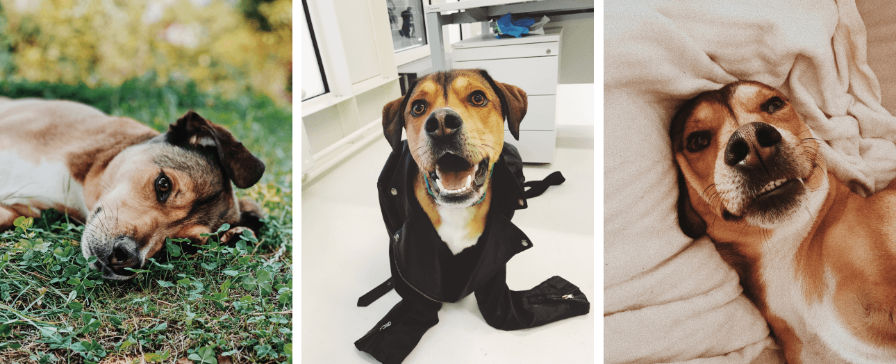 rufus quadruple photo